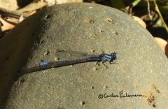 Argia carlcooki