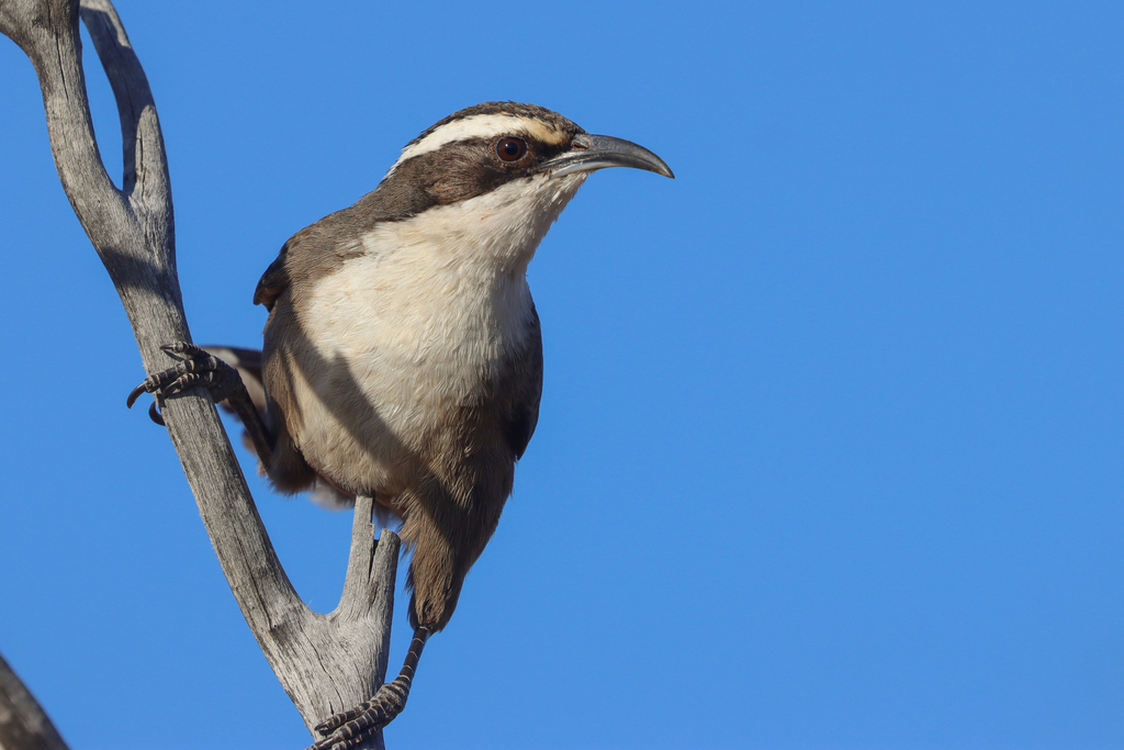 White-browed Babbler photo