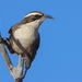 White-browed Babbler - Photo (c) Darcy Whittaker, some rights reserved (CC BY-NC), uploaded by Darcy Whittaker
