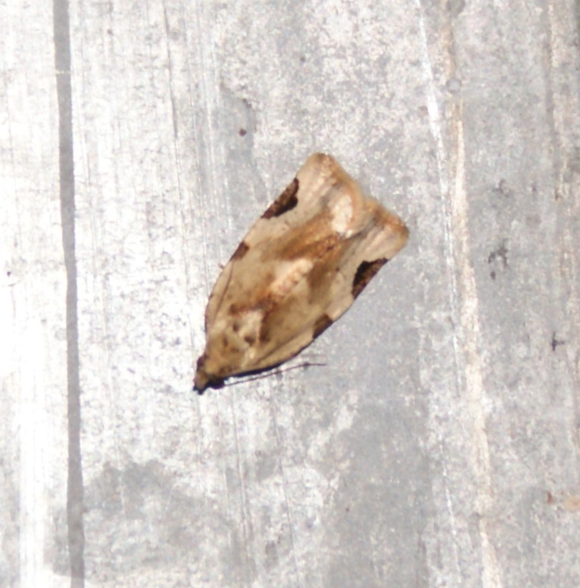Argyrotaenia guatemalica