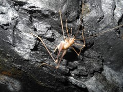 Dolichopoda azami ligustica