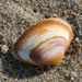 Solid Surfclam - Photo (c) Martin Grimm, some rights reserved (CC BY-NC), uploaded by Martin Grimm