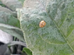 Harmonia axyridis