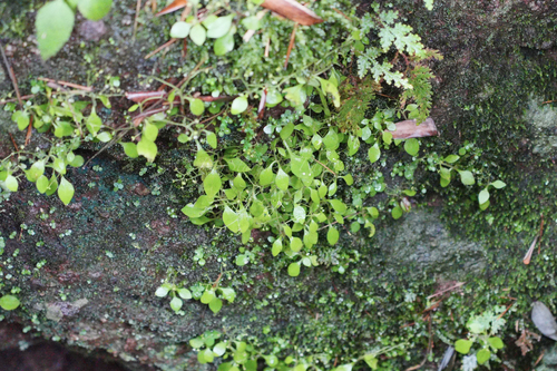 Sedum drymarioides iNat (3)