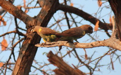 Poicephalus meyeri