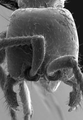 Neivamyrmex kiowapache