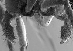 Neivamyrmex kiowapache