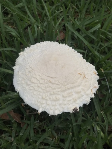 Amanita algodonosa, foto de la comunidad