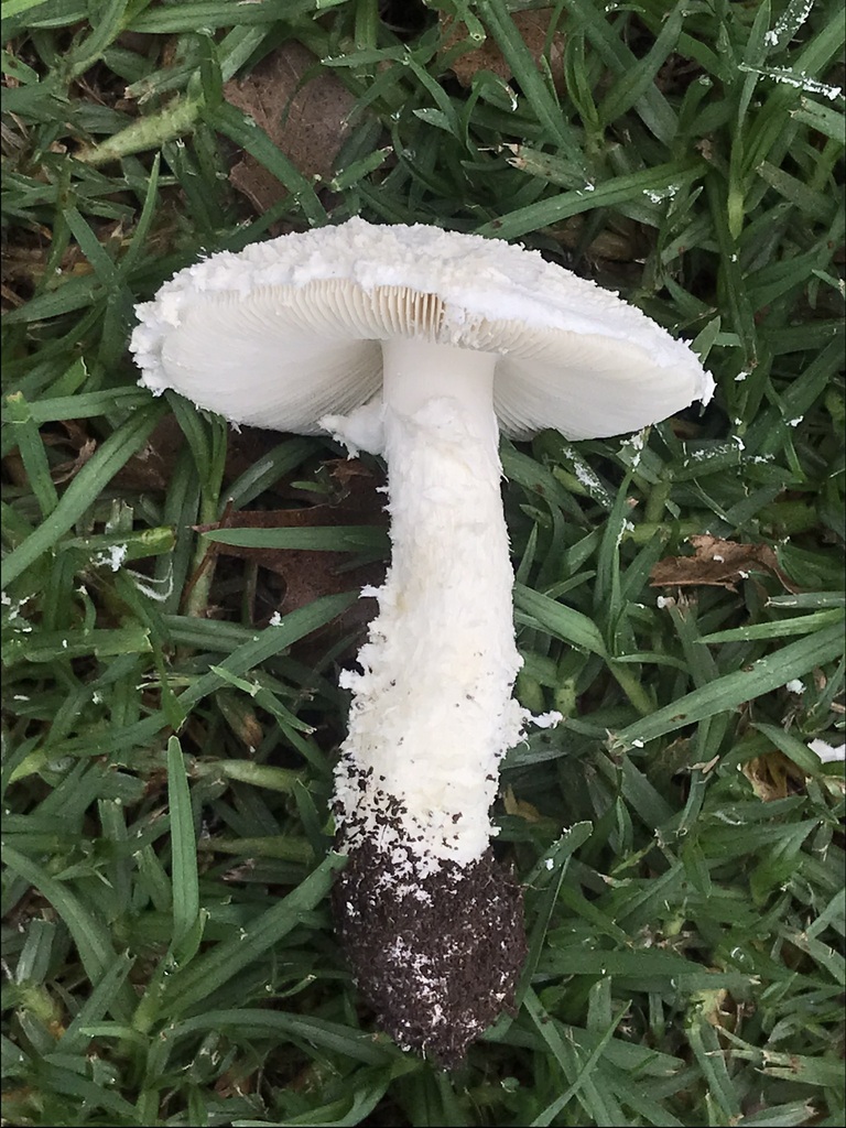 Amanita foetens · May 2023 · photo: © tutitah (iNaturalist, cc0)