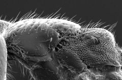 Neivamyrmex kiowapache