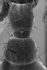 Neivamyrmex kiowapache