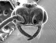 Neivamyrmex kiowapache