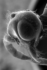 Neivamyrmex kiowapache