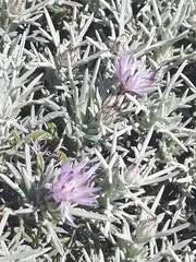 Centaurea horrida