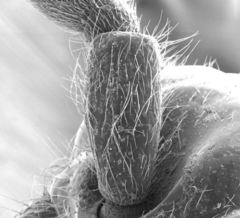 Neivamyrmex kiowapache