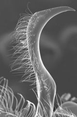 Neivamyrmex kiowapache