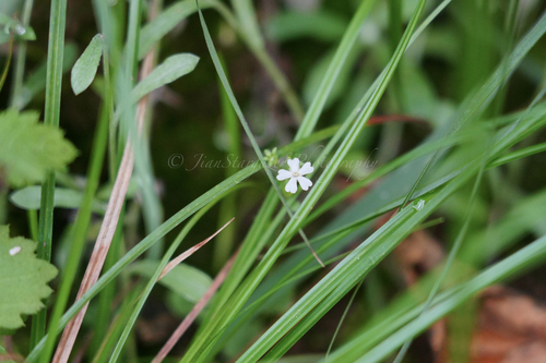 Stimpsonia chamaedryoides iNat (1)