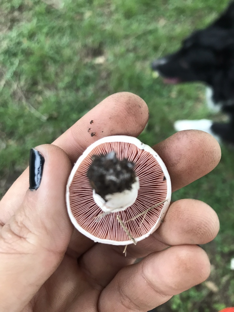 Agaricus campestris · May 2023 · photo: © tutitah (iNaturalist, cc0)
