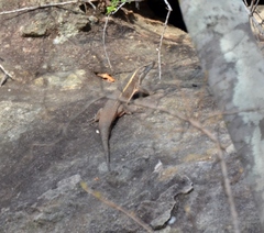 Matobosaurus validus