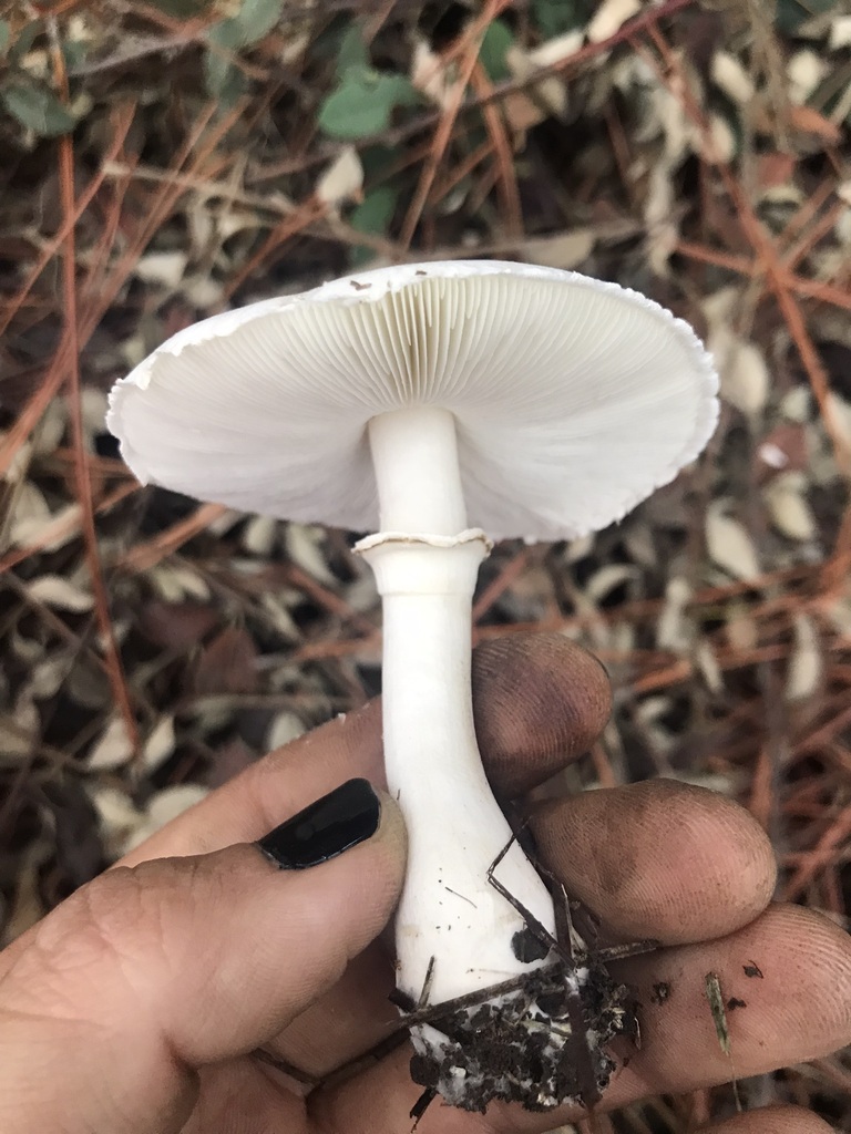 Leucocoprinus leucothites · May 2023 · photo: © tutitah (iNaturalist, cc0)