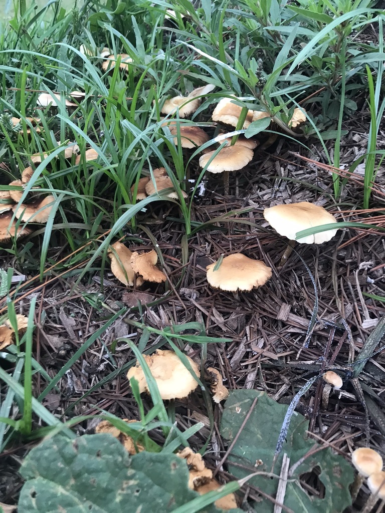 Agrocybe pediades · May 2023 · photo: © tutitah (iNaturalist, cc0)