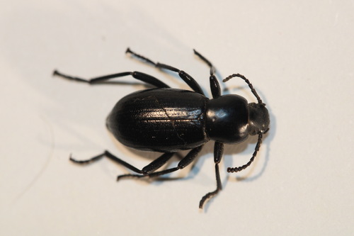 Eleodes carbonaria