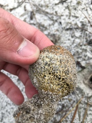 Pisolithus arenarius