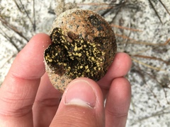 Pisolithus arenarius