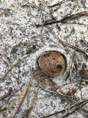 Pisolithus arenarius