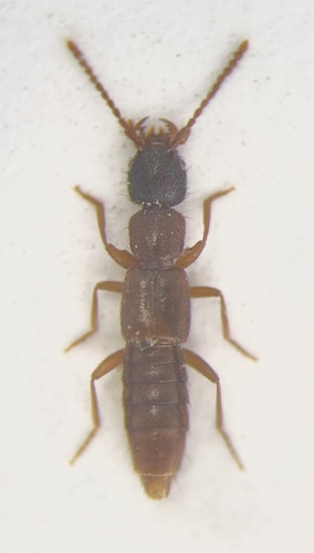 Medon fusculus