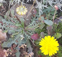 Hypochaeris robertia