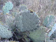 Opuntia rastrera