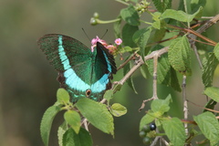 Papilio crino