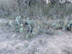 Opuntia rastrera