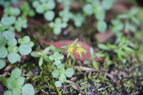 Sedum lineare iNat (1)