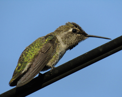 Calypte anna