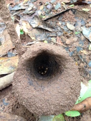 Partamona testacea