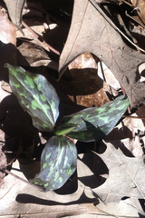 Trillium recurvatum