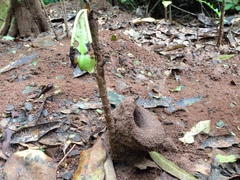 Partamona testacea
