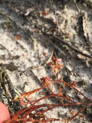 Polygonella articulata