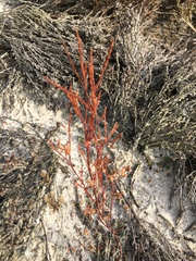 Polygonella articulata