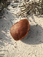 Laccaria trullisata