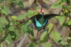 Papilio crino
