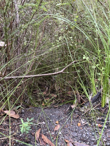 Quokka, photo 8 of 10
