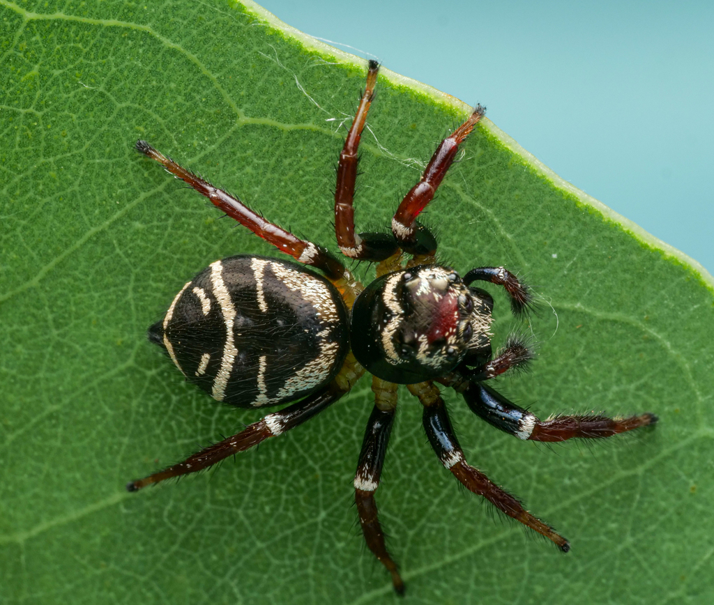 Cast-iron Jumping Spider