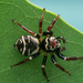 Cast-iron Jumping Spider - Photo (c) Gunter Maywald, some rights reserved (CC BY-NC), uploaded by Gunter Maywald