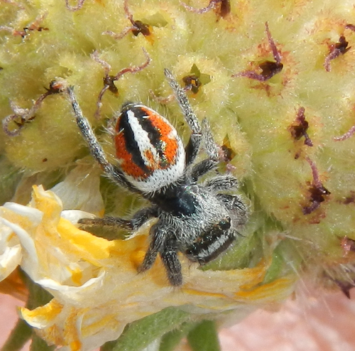 Phidippus californicus photo 5