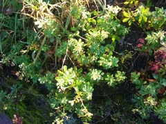 Alchemilla procumbens