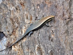 Eutropis madaraszi