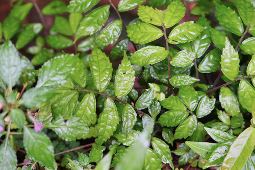 Pellionia radicans iNat (2)